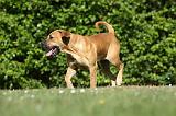 BOERBULL 072